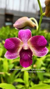<i>Dendrobium</i> Dewi Drupadi