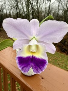 Cattleya Mini Blueberry Pie