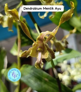 Dendrobium Mentik Ayu