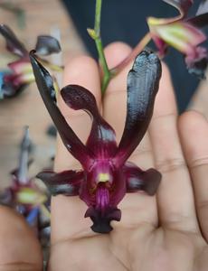 Dendrobium Black Mamba