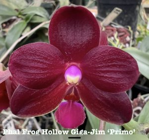 Phalaenopsis Frog Hollow Giga-Jim