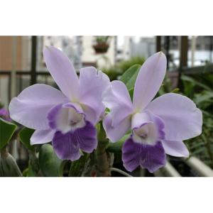 <i>Cattleya</i> Mem. Hideyuki Goto