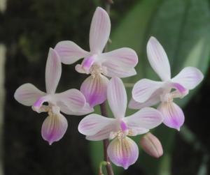 Phalaenopsis Venus