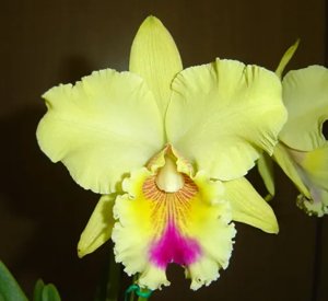 Rhyncholaeliocattleya Suzuki's Preciosa