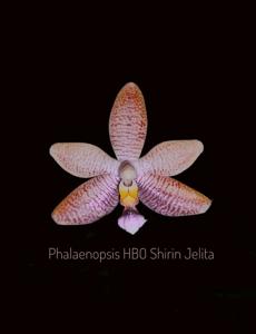 Phalaenopsis HBO Shirin Jelita