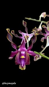 <i>Dendrobium</i> Rinaldi