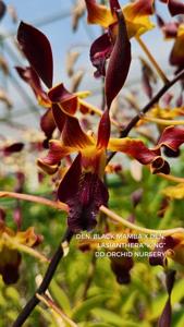 <i>Dendrobium</i> Papua Beauty