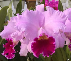 Cattleya Sunnystate's Mildcompton