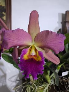 <i>Rhyncattleanthe</i> Graf's Baby Girl