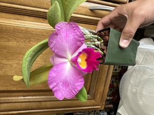 Cattleya Amazing Match