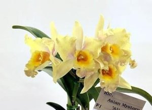 <i>Rhyncholaeliocattleya</i> Asian Mystery