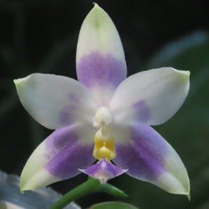 Phalaenopsis Penang Violacea