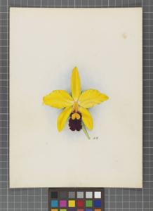 Cattleya Myra (1895)