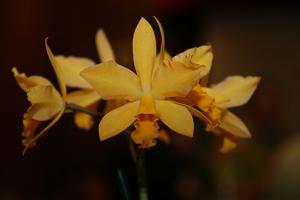 <i>Cattlianthe</i> Ken Battle