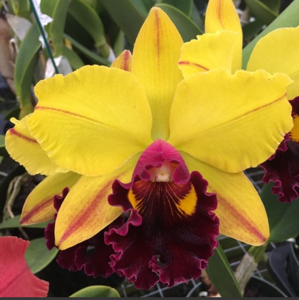 <i>Rhyncholaeliocattleya</i> Volcano Showy