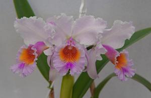 <i>Cattleya</i> Eva's Fábula Rosada
