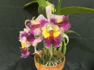 Rhyncholaeliocattleya Yuan Dung Peacock