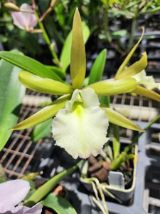 <i>Procholavola</i> QF Wailele