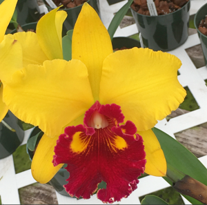 <i>Rhyncholaeliocattleya</i> Emma Marcos