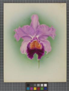 Cattleya Zeno