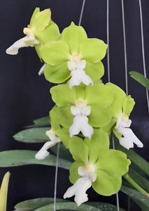 <i>Vandachostylis</i> Dumrong