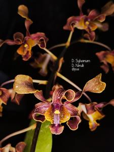 Dendrobium Dewi Arimbi