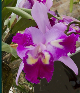 <i>Cattleya</i> Belvedere