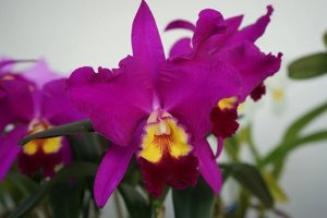 <i>Rhyncholaeliocattleya</i> Stars Number