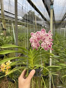 Vanda Suwannaphum Starling
