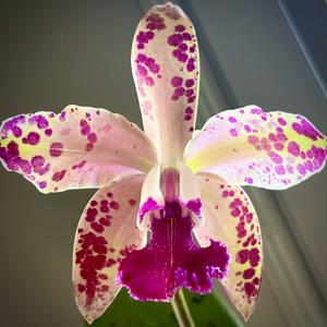 <i>Cattleya</i> Ruby Spots