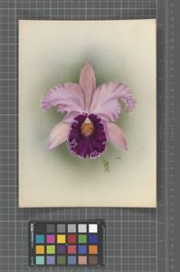 <i>Cattleya</i> Sandhage