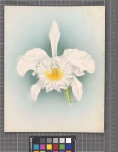 Rhyncholaeliocattleya Langleyensis
