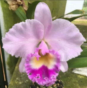 <i>Cattleya</i> Bangkok Beauty