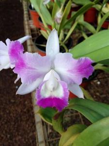Cattleya Nancy Fornari