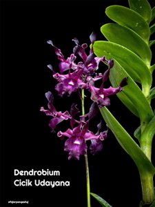 <i>Dendrobium</i> Cicik Udayana