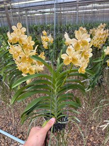 Vanda Deb Boersma