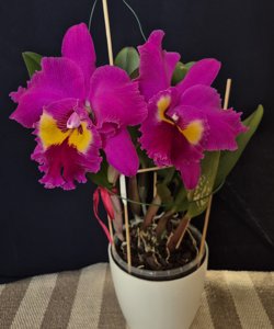 Rhyncholaeliocattleya Village Chief Tearoom