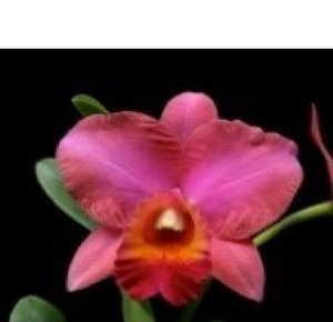 <i>Rhyncholaeliocattleya</i> Exotic's Menehune Magic