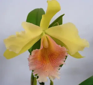 Rhyncholaeliocattleya Ojai