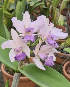 <i>Cattleya</i> Nayara Menezes