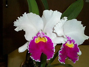 <i>Rhyncholaeliocattleya</i> Nippon Dream