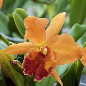 <i>Rhyncattleanthe</i> Melinda Rose Funke