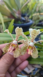 Vanda Agatha Motes
