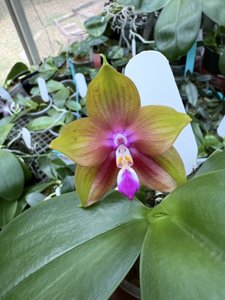 Phalaenopsis Pendragon's Stupid Love