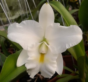 <i>Rhyncholaeliocattleya</i> Carmen Zuniga