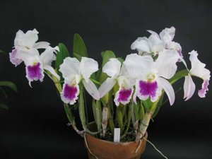 <i>Cattleya</i> Tetsuro Obara