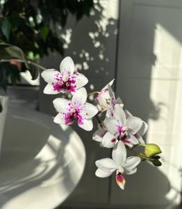 <i>Phalaenopsis</i> Taisuco Rainbow