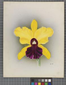 <i>Cattleya</i> Fiesta (1937)