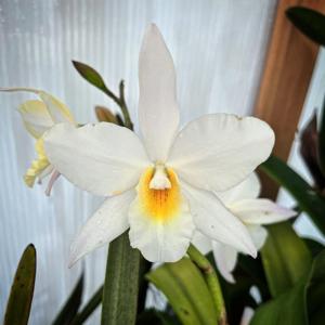 Jackfowlieara Appleblossom