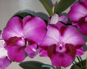 <i>Dendrobium</i> Yen Surprise